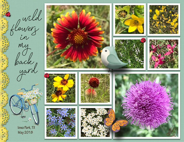wildflowers in my backyard