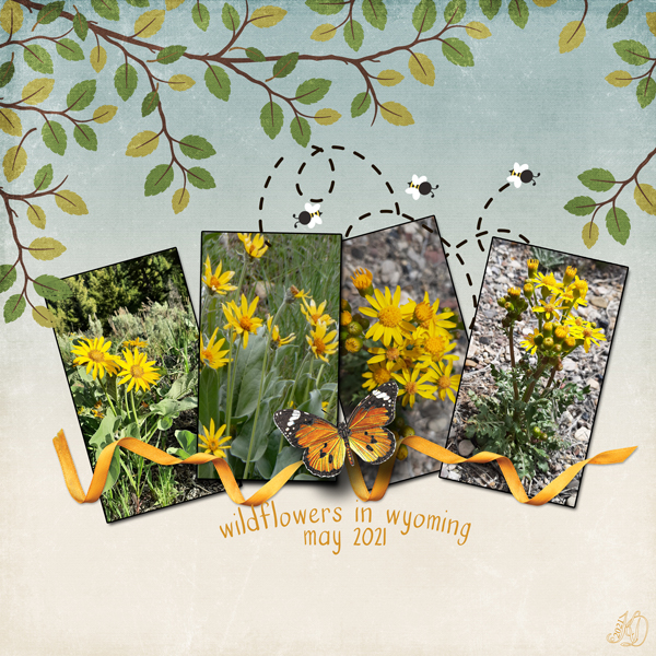 wildflowers in wyoming