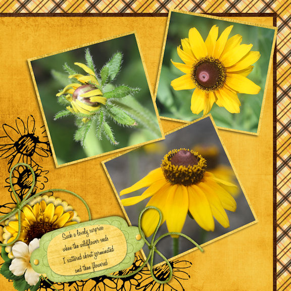 Wildflowers