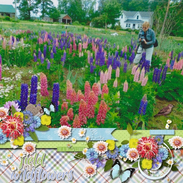 Wildflowers