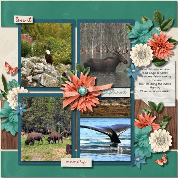 Wildlife Galore