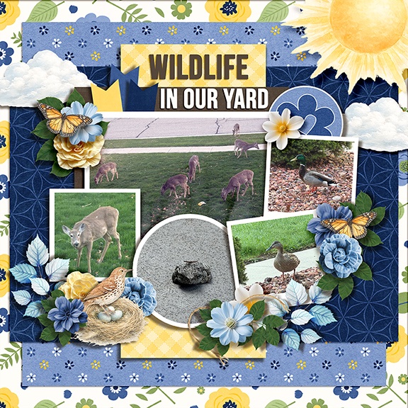 Wildlife in our Front Yard