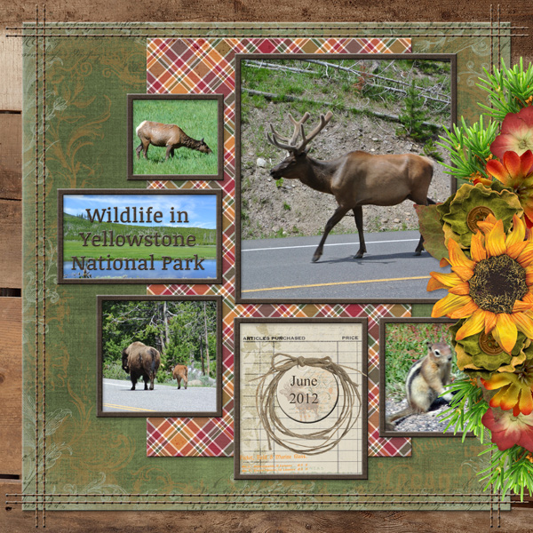Wildlife in Yellowstone National Park