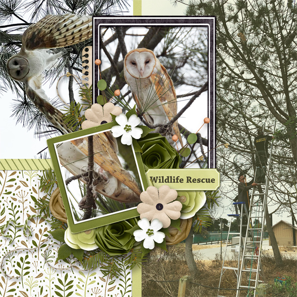 Wildlife Rescue