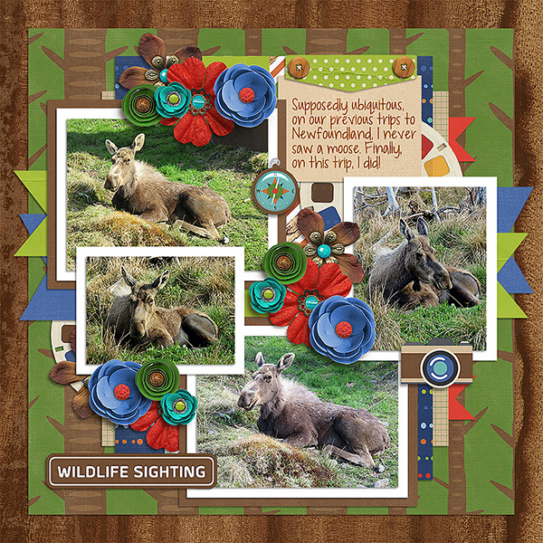 Wildlife Sighting