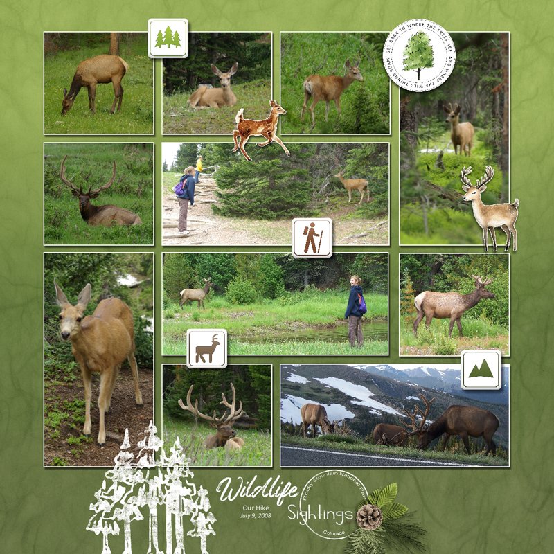 Wildlife Sightings.jpg