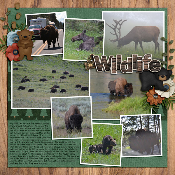 Wildlife Sightings