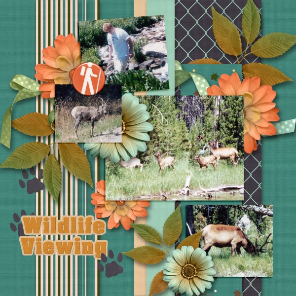 Wildlife Viewing