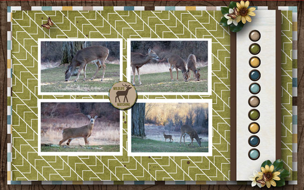 Wildlife Watching