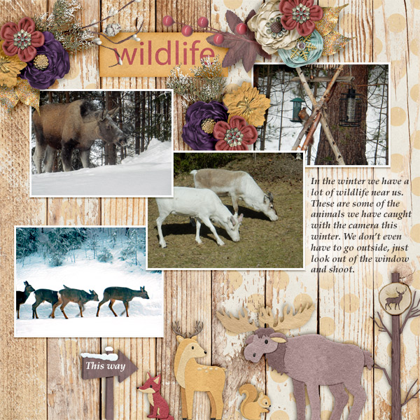 Wildlife4