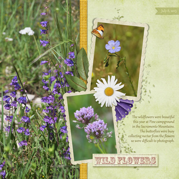 Wilflowers at Pine CG