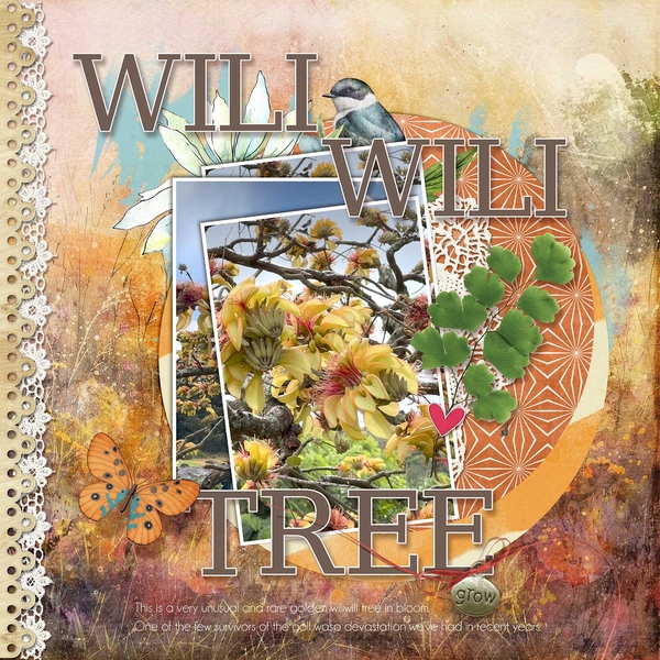 WiliWili Tree