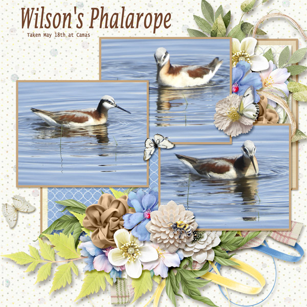 Wilson_s_Phalarope_small