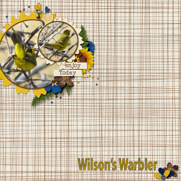 Wilson_Warbler_small