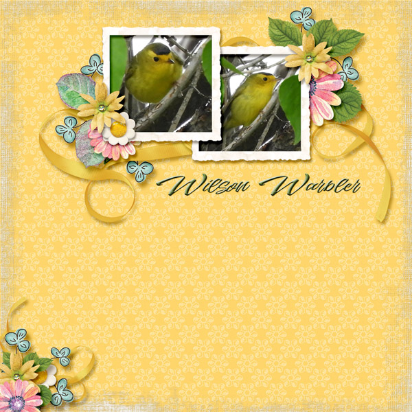 Wilson_Warbler_small1
