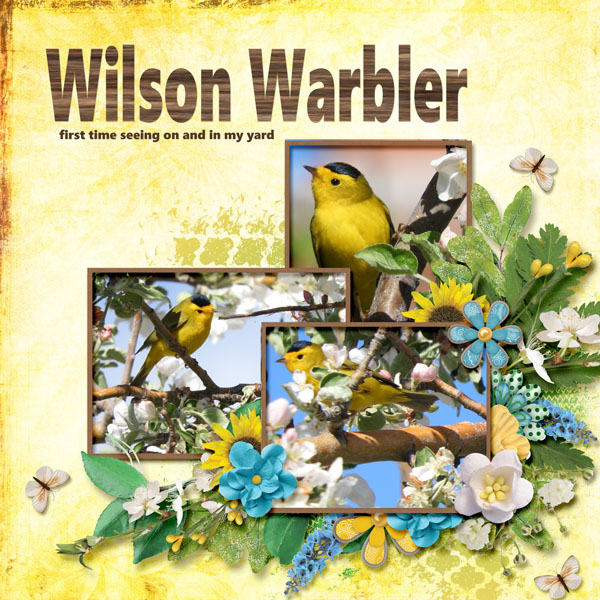 Wilson_Warbler_small2