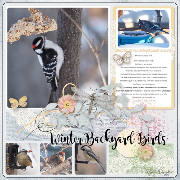 Winter Backyard Birds