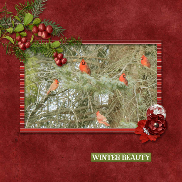 Winter Beauty