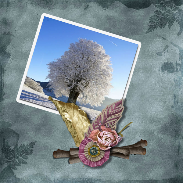 Winter Beauty
