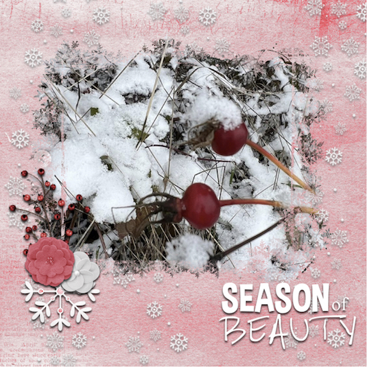 Winter Berries