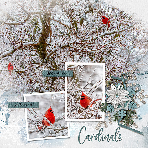 Winter Birds