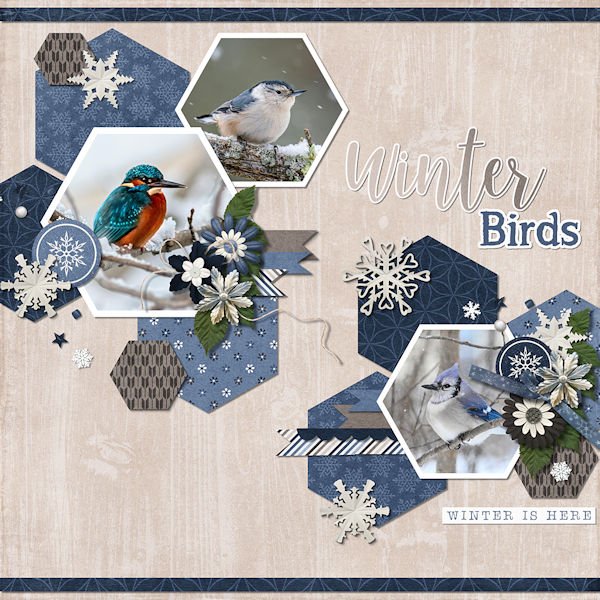 Winter birds