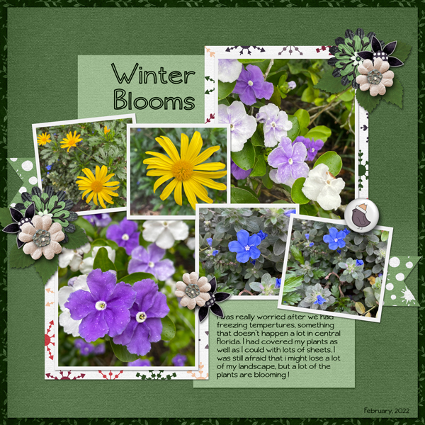 Winter Blooms