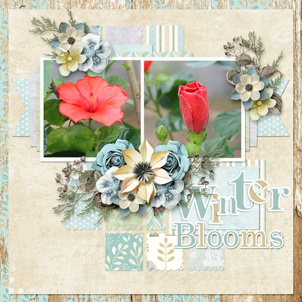 Winter Blooms