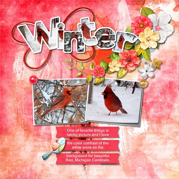 Winter Robin