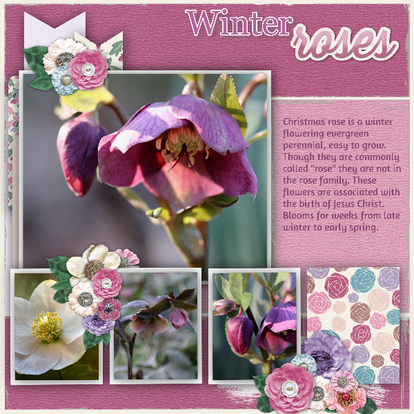 Winter Roses