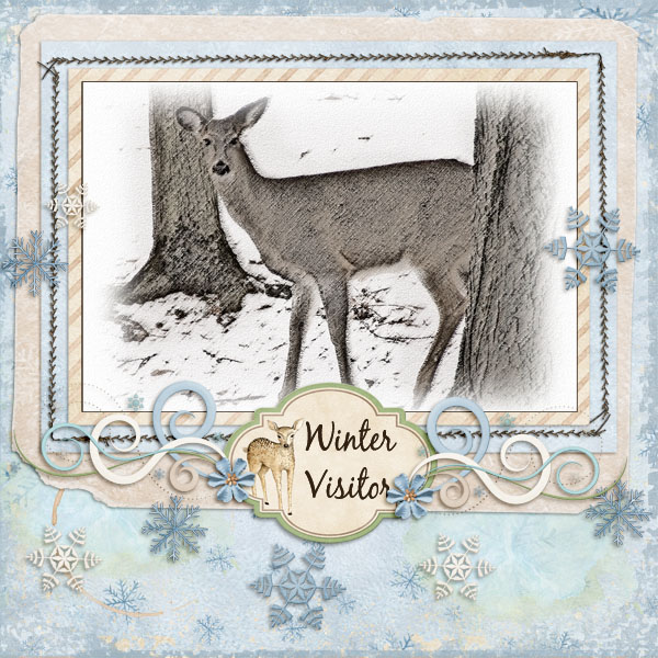 Winter Visitor
