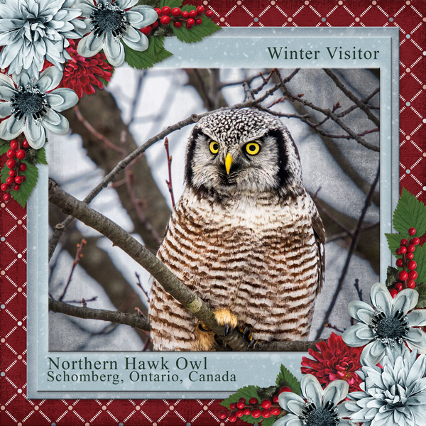 Winter Visitor
