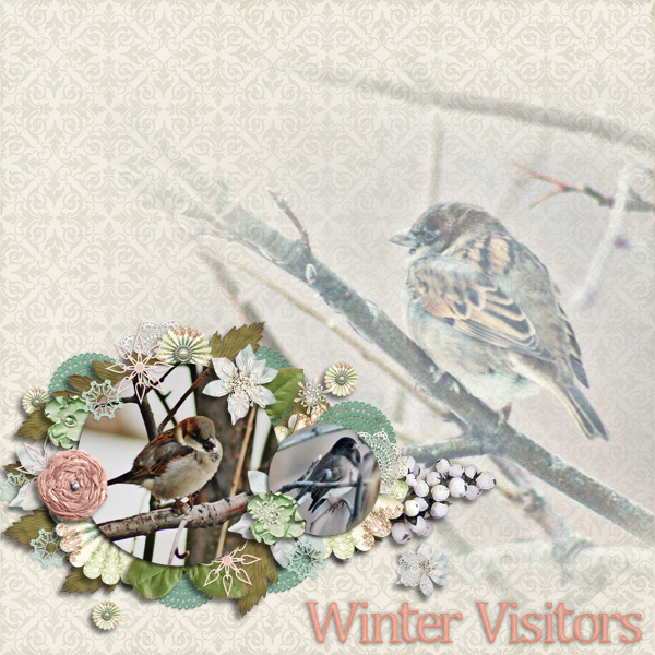 Winter Visitors