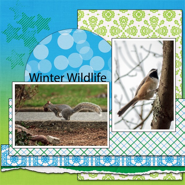 Winter Wildlife