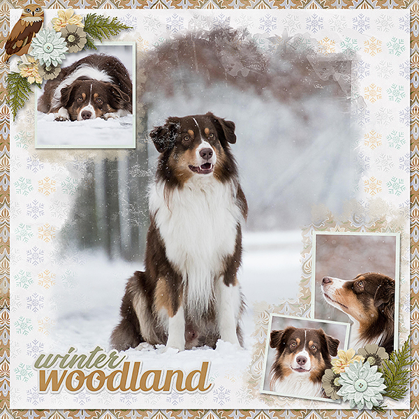 Winter Woodlands