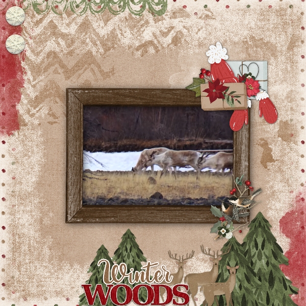 Winter woods