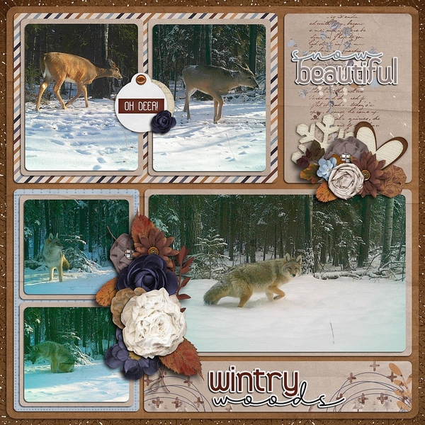 Wintry Woods