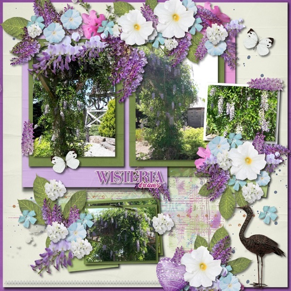 Wisteria Dreams