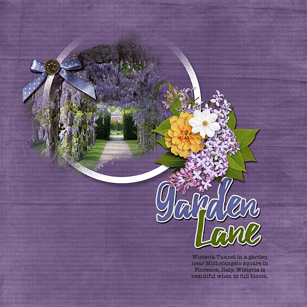 Wisteria in Bloom