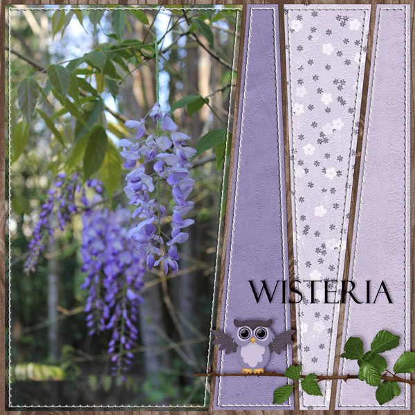 Wisteria
