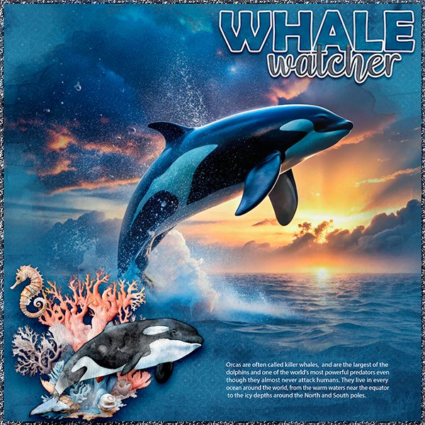 Wonder Whale