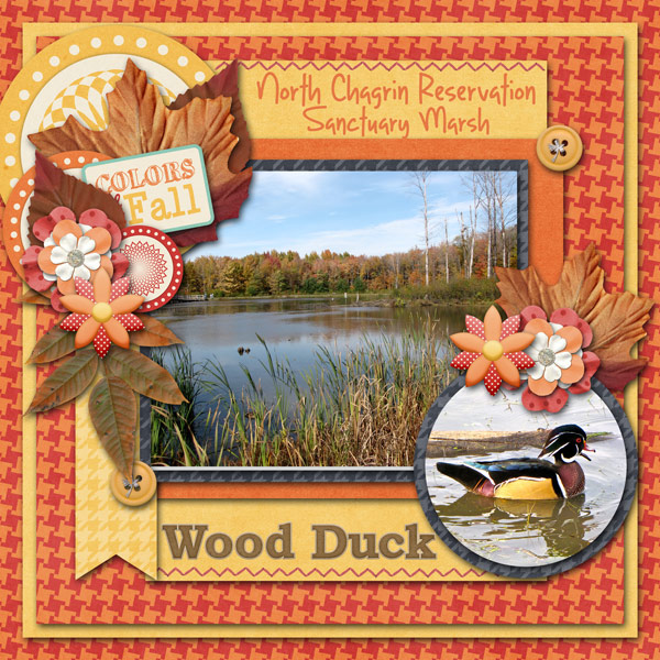 Wood Duck