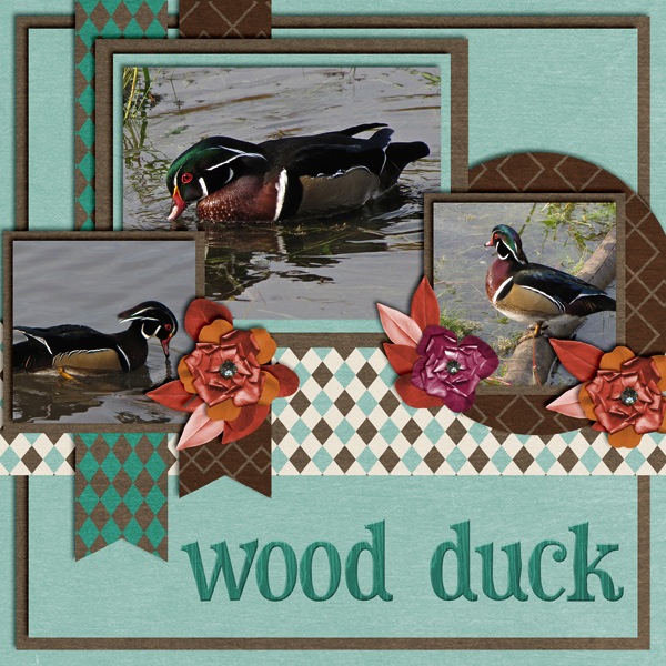 Wood Ducks