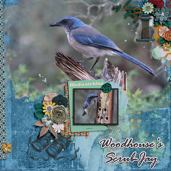 Woodhouse's Scrub Jay