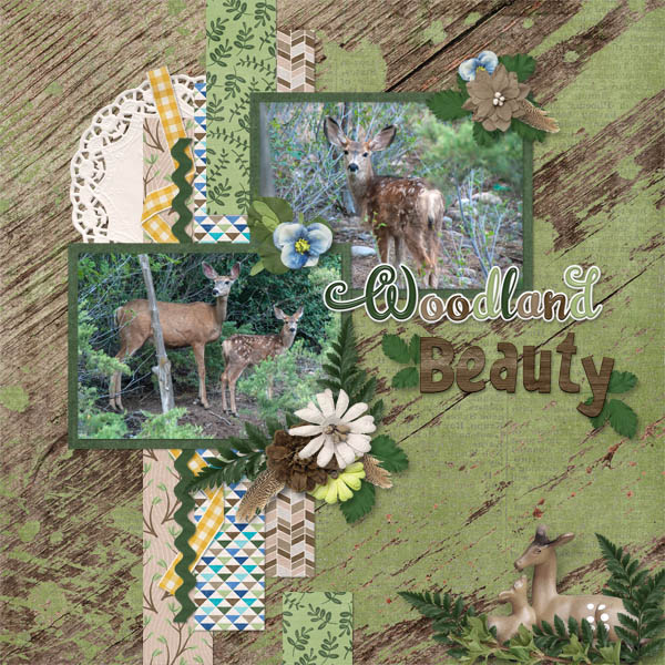 Woodland Beauty