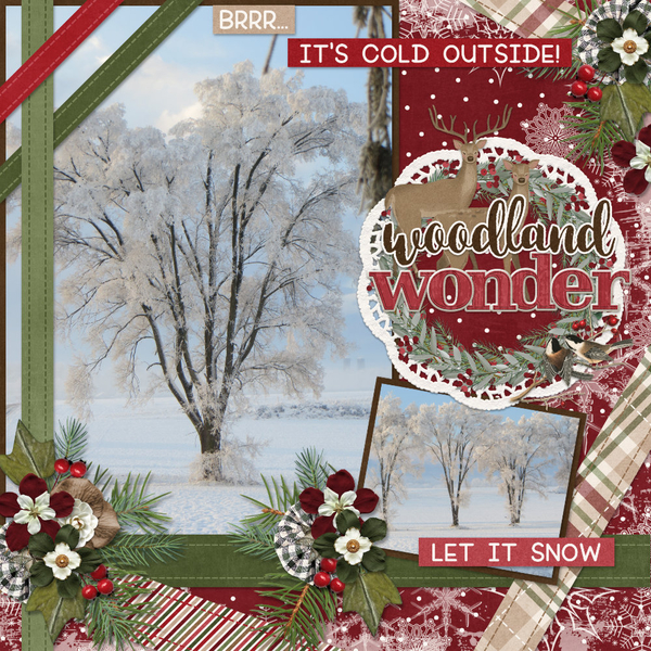 Woodland Wonder