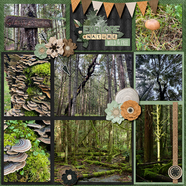 Woodland Wonder