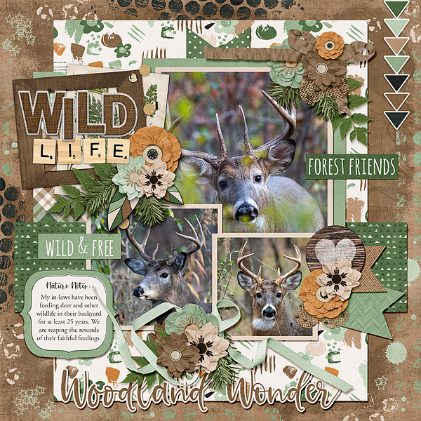 Woodland Wonder