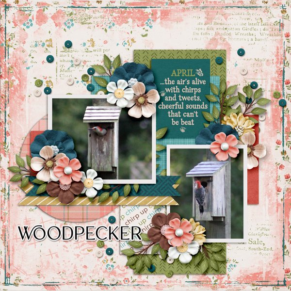 Woodpecker