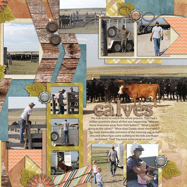 Working Calves